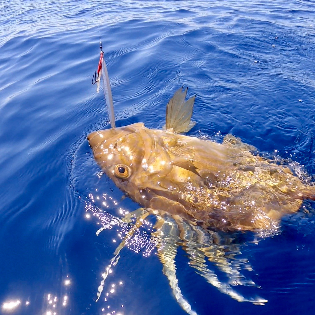 Fishing charter - Sparus Boats in Split