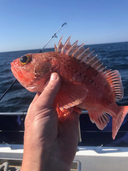 Fishing charter - Fishing Trips Ireland with Daniel